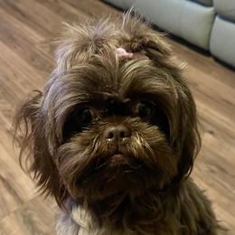 Mia - Shih Tzu
