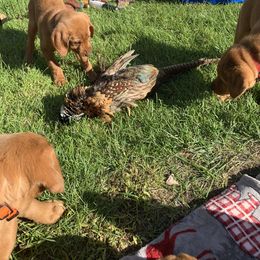Labrador Retriever Puppies from TNT Elite Labradors
