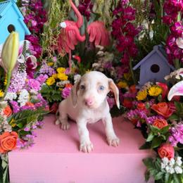 Sidekick - Dapple male Dachshund puppy in Wills Point, Texas from Duck Creek Farm