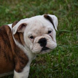 Bulldogs and Mastiffs from Weiler’s Gentle Giants