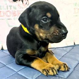 Boy 1 - male Doberman Pinscher puppy in Powder Springs, Georgia from Elite Dobermans of Atlanta
