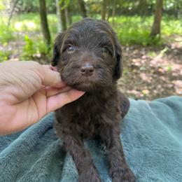 Reese - Chocolate female Goldendoodle puppy in New Ringgold, Pennsylvania from Hawk Mountain Doodles
