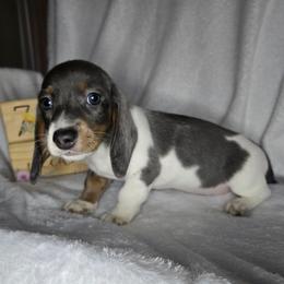 Boy 1 - Black and tan male Dachshund puppy in Valrico, Florida from Bloomin Doxies