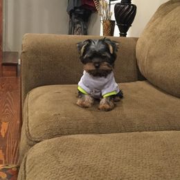 Yorkshire Terrier Puppies from Diamond in a Rough Yorkies