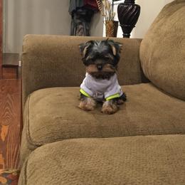 Yorkshire Terrier Puppies from Diamond in a Rough Yorkies