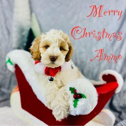 Boy 1 - Caramel Australian Labradoodle puppy in Dawson, Georgia from Still Pond Retrievers & Labradoodles