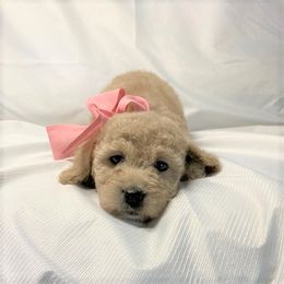 Goldendoodle Puppies from OnlyGoldendoodles