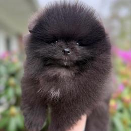 Black boy - Black male Pomeranian puppy in Pittsburgh, Pennsylvania from Peachy Pomeranians