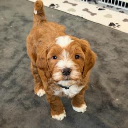 Green collar boy - Red  male Goldendoodle puppy in Newcastle, Oklahoma from Ritzy Creek Doodles