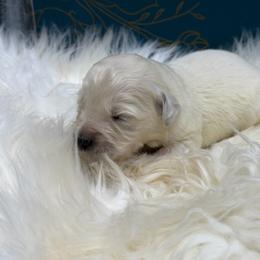 Wasabi - Light golden male Golden Retriever puppy in Oak Hill, Florida from Swingin T Ranch LLC