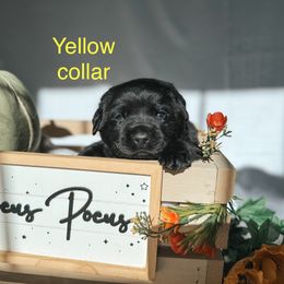 Yellow collar - Black male Labrador Retriever puppy in Suffolk County, New York from South Shore Labradors