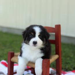 Olive - Black tri-color female Australian Shepherd puppy in Bagley, Iowa from Diamond M Aussies