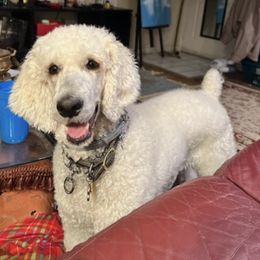 Poodles from Linda's Poodles