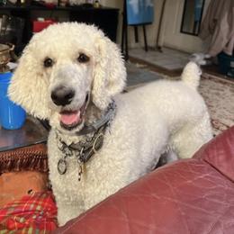 Poodles from Linda's Poodles