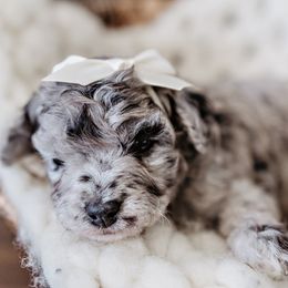 Goldendoodle Puppies from Emma Doodles