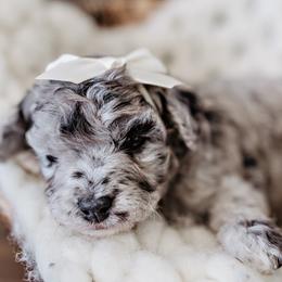 Goldendoodle Puppies from Emma Doodles