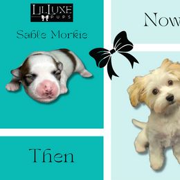 Morkie and Shorkie Puppies from Lil Luxe Pups