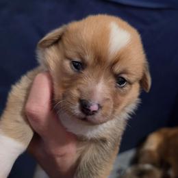 Girl 3 - Sable merle and white female American Corgi puppy in Tallahassee, Florida from Koko's Korgis