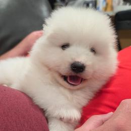 Roku - White and biscuit male Samoyed puppy in West Jordan, Utah from Rocky Mountain Samoyeds