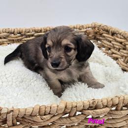 Petal - Cream female Dachshund puppy in Nine Mile Falls, Washington from River Run Doxies