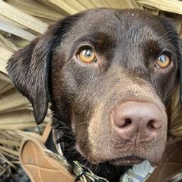 Labrador Retrievers from Charlotte Toney