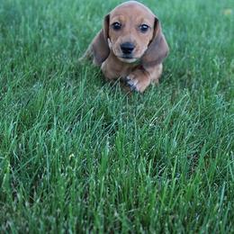 Boy 2 - Red male Dachshund puppy in Craig, Colorado from Rocky Mountain Shih Tzus and Dry Creek Miniature Dachshunds