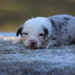 Ruby - Blue merle female Miniature Australian Shepherd puppy in Bauxite, Arkansas from J & B Mini Aussies