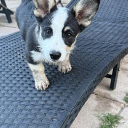 Pembroke Welsh Corgi Puppies from S7 Corgis and Chaos