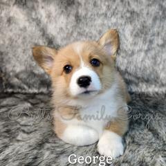Boy 3 - Red Pembroke Welsh Corgi puppy in Cameron, North Carolina from Butts Family Corgis