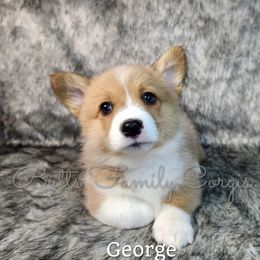 Boy 3 - Red Pembroke Welsh Corgi puppy in Cameron, North Carolina from Butts Family Corgis
