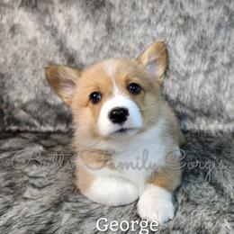 Boy 3 - Red Pembroke Welsh Corgi puppy in Cameron, North Carolina from Butts Family Corgis