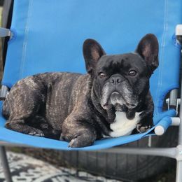 Finn - French Bulldog