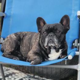Finn - French Bulldog