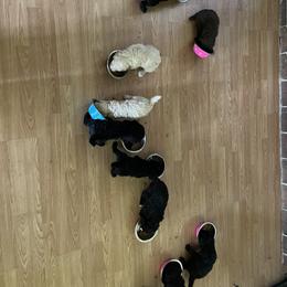 Poodle Puppies from Miss Vickie’s Poodles