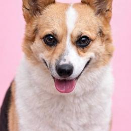 Salti - Pembroke Welsh Corgi