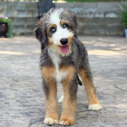 Shawn (trained puppy) - Blue merle male Bernedoodle puppy in Dundee, Ohio from Down Home Doodle