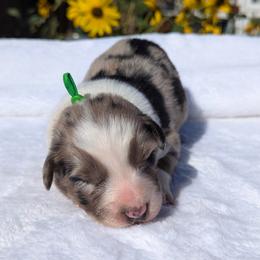Green collar - Blue merle male Australian Shepherd puppy in Coulee City, Washington from Mr and Mrs Doodle Farm