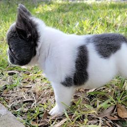 French Bulldogs from Legendary French Pups