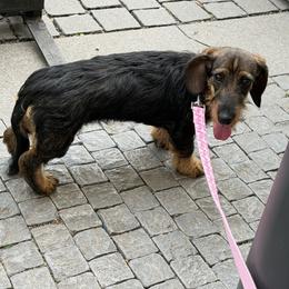 Cher - Dachshund