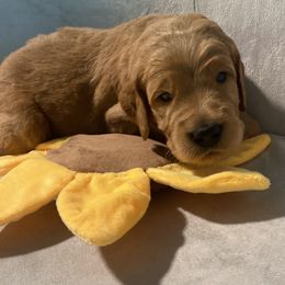 Lincoln - Blue Collar - Apricot male Goldendoodle puppy in Brea, California from Dhalia’s Doodles