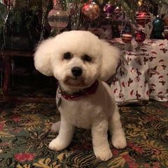 Bear - Cavachon