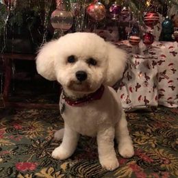 Bear - Cavachon
