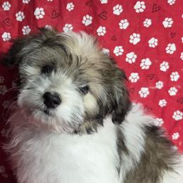 Havanese from Melissa Adams