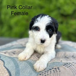 Pink Collar Female - Black and white female Sheepadoodle puppy in Hilton, New York from Finger Lakes Doodles