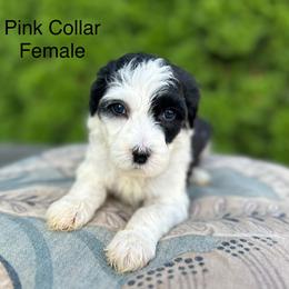 Pink Collar Female - Black and white female Sheepadoodle puppy in Hilton, New York from Finger Lakes Doodles