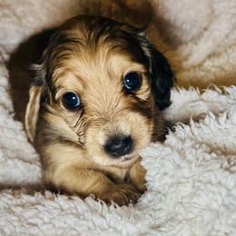 Shaded cream girl - Cream female Dachshund puppy in Wickenburg, Arizona from Glossy Doxies
