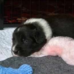 Blinkers - Black and white male Border Collie puppy in Olney, Illinois from Heronwood Border Collies