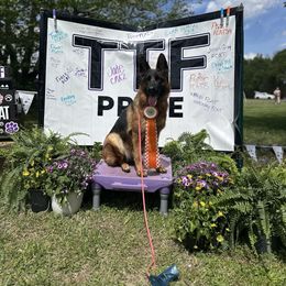 Kophena - German Shepherd