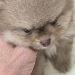 Hershey - Chocolate and tan male Pomeranian puppy in Sanford, Florida from Florida Girl Poms