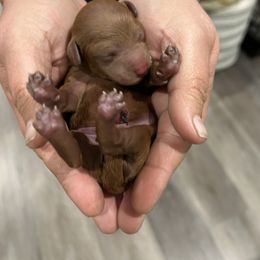 Poodle Puppies from Segovia Pups